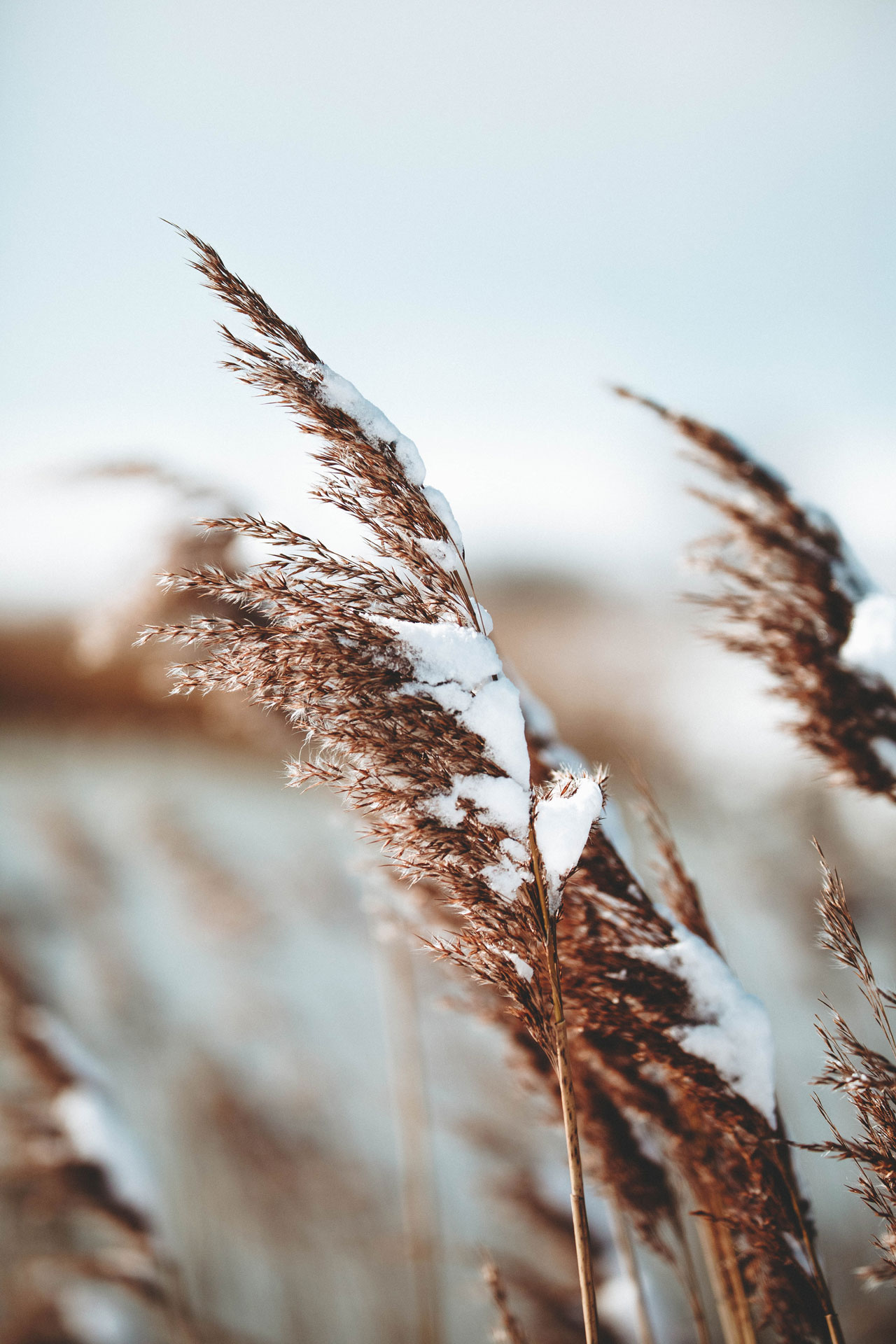 wheat