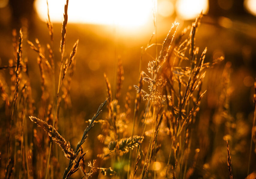 Oat in sunset